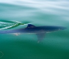 Great white shark - Monterey Bay